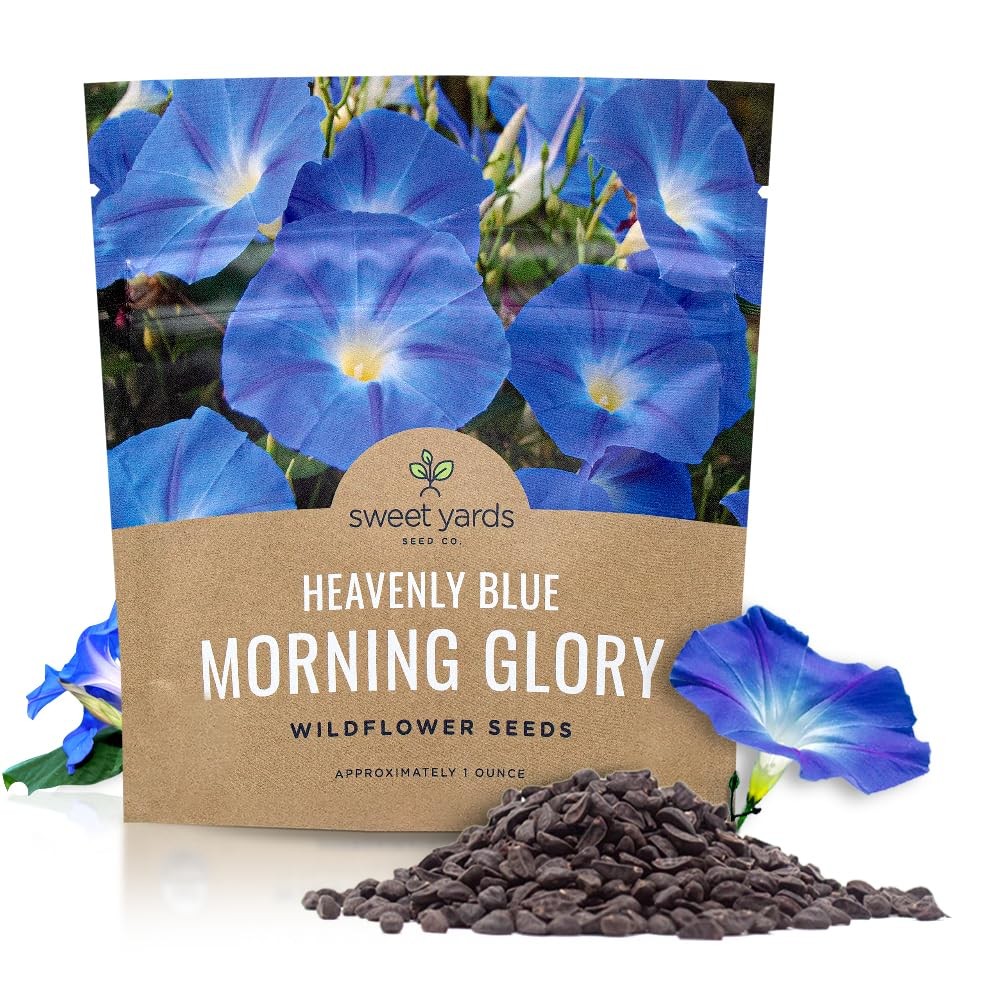 1 Ounce Morning Glory Seeds Heavenly Blue Over 1000 Flower Seeds Climbing