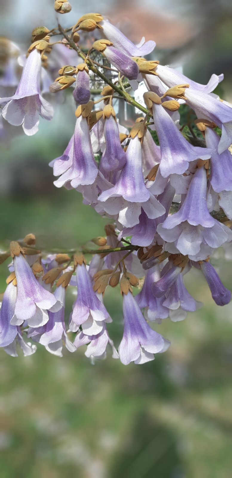 40 Heirloom Tropical Seeds- Dragon Tree! Paulownia fortunei All Purpose Tropical