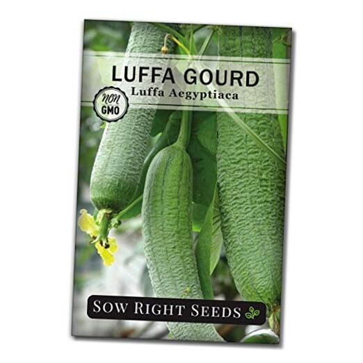 – Luffa Gourd Seed for Planting – Non-GMO Heirloom Packet with Instructions 1