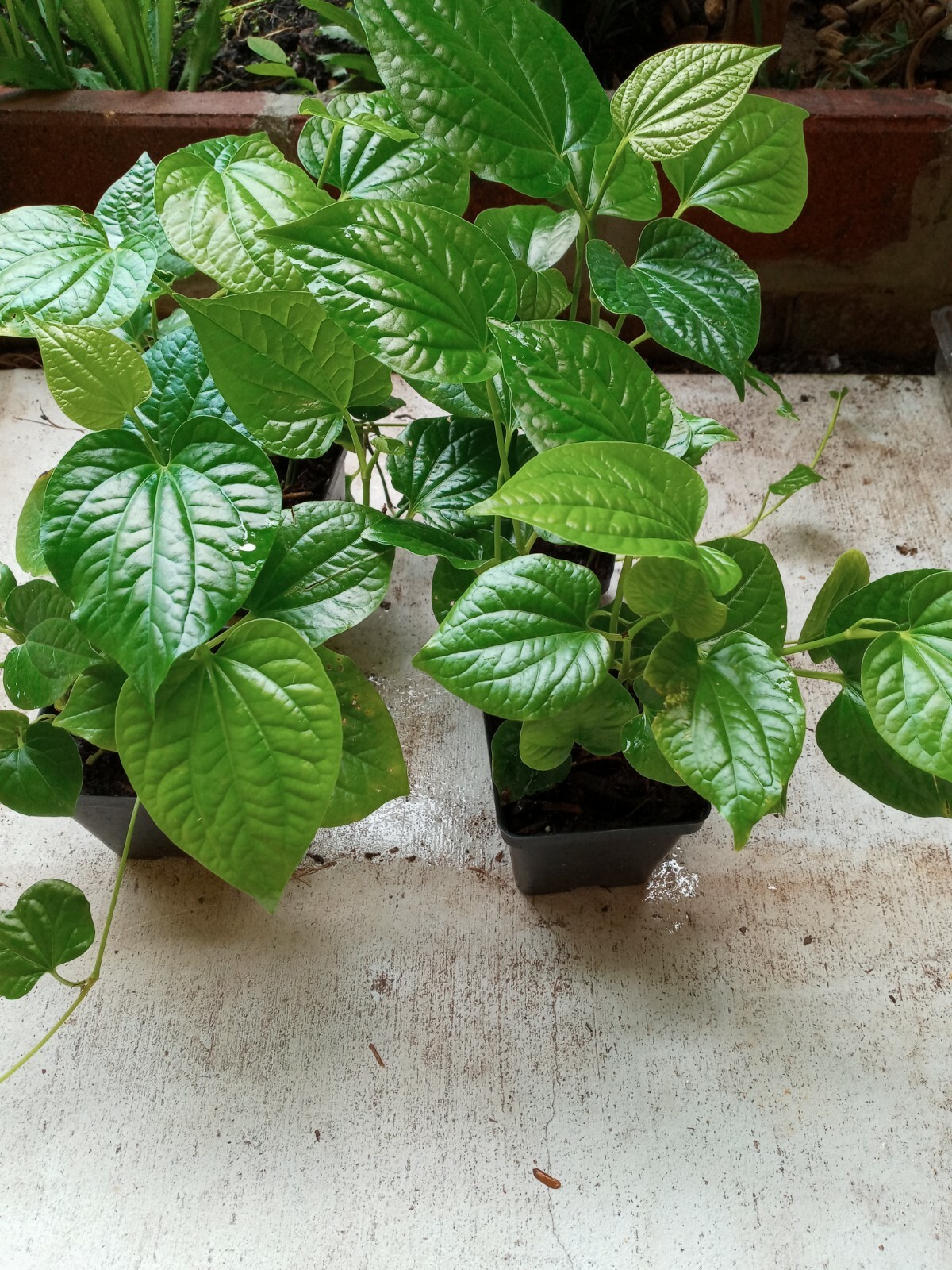 Vietnamese BBQ Leaf – La Lot – Wild Betal Leaf – 10″ – 15″ Tall in Pot