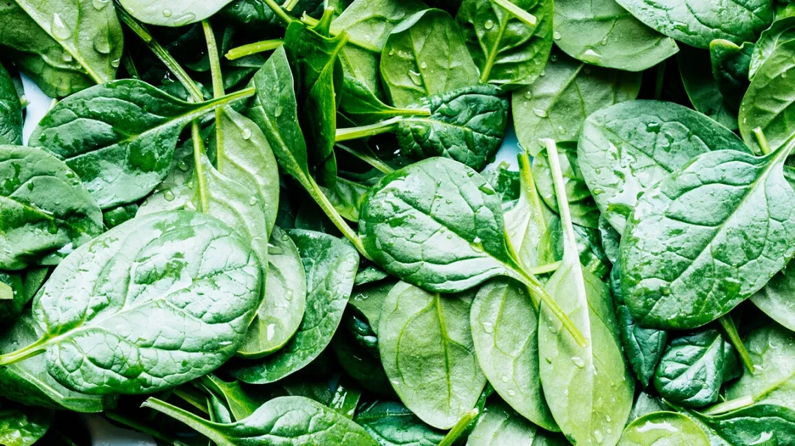 SPINACH 10 VEGETABLE SEEDS FREE USA SHIPPING