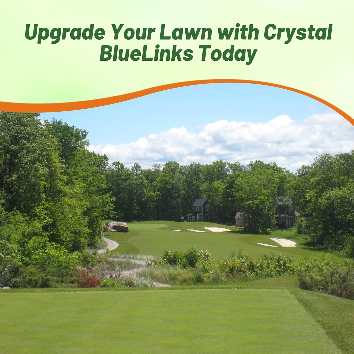 5 LBS Crystal Bluelinks Creeping Bent Grass Seed