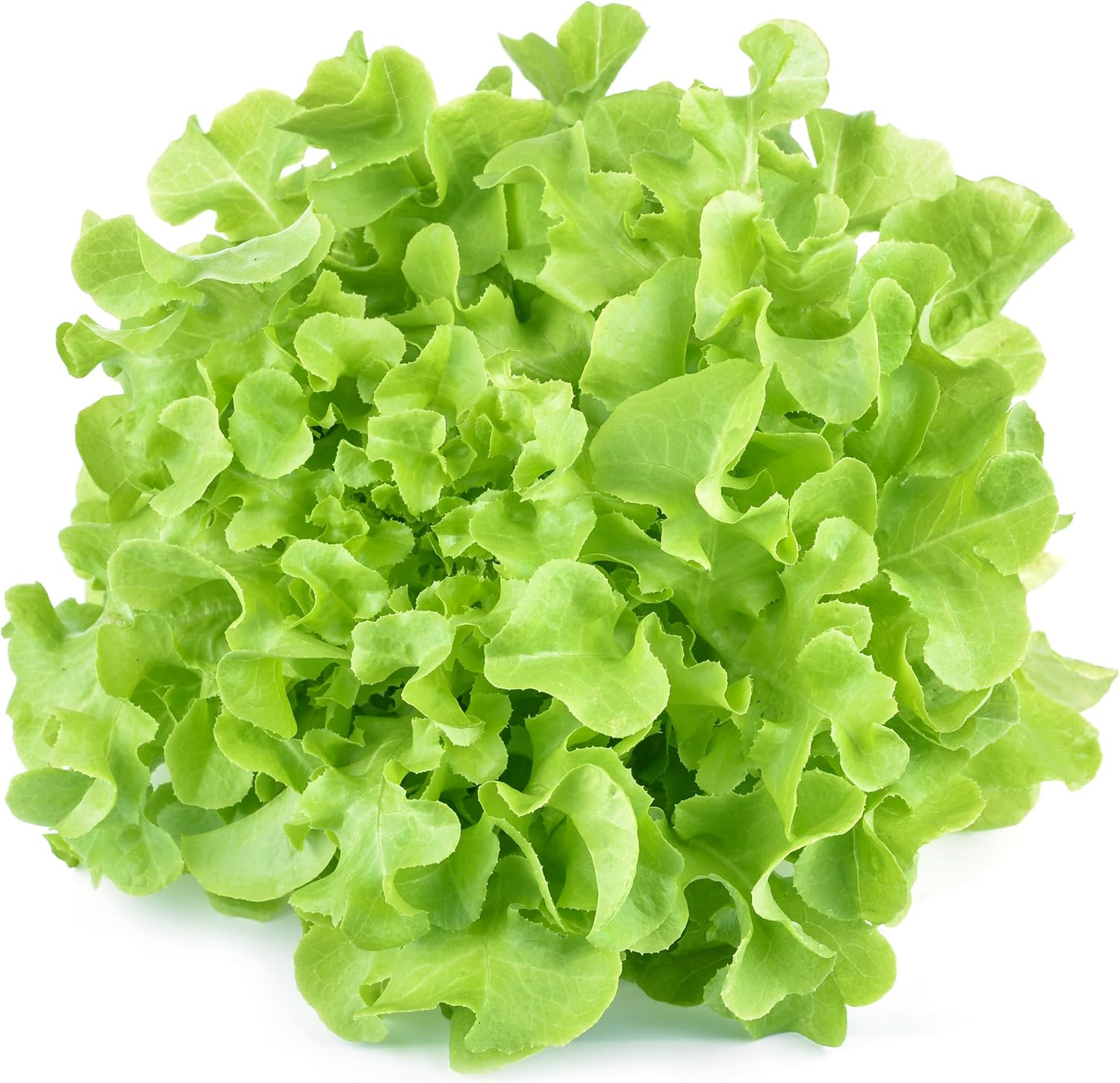 1000 Red Romaine Lettuce Seeds for Planting – Heirloom, Non-Gmo, USA Grown, Prem