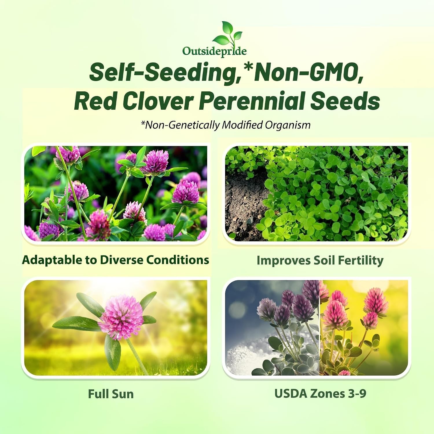 Inoculated Red Clover Seeds – 10 lbs. for Soil Improvement