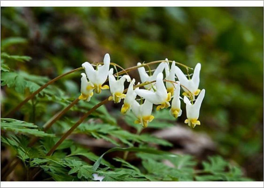 5 Wild Dutchman’s Breeches Dicentra cucullaria Bulbs/Bare root ~Woodland gardens