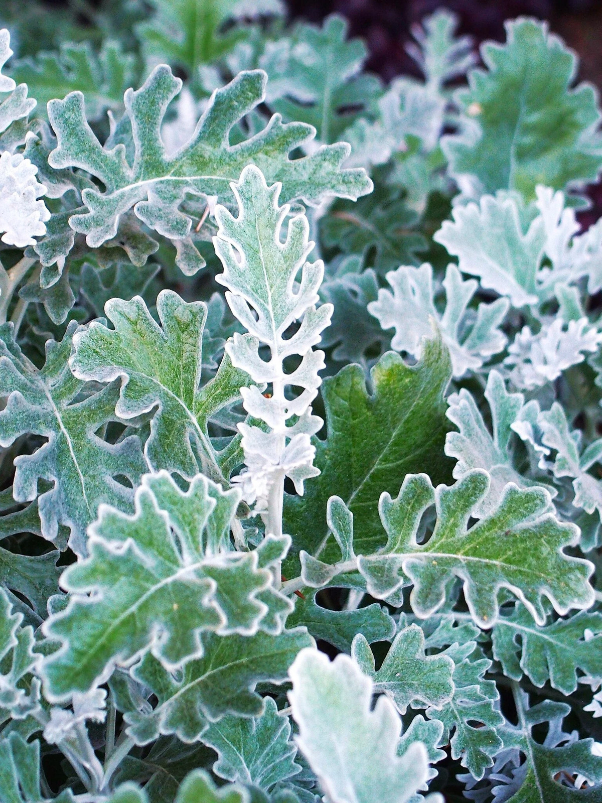 Dusty Miller Seeds – For 2025 Planting Senecio Cineraria Fuzzy Silver White Leaf