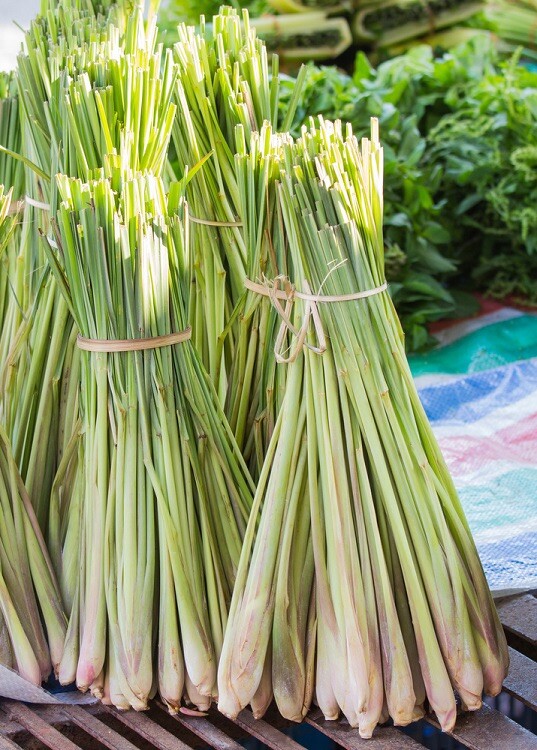 5 Lemongrass Plugs Stalk Cymbopogon Herb Sereh Plant EZ grow Healthy Lemon Grass