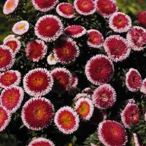 20+ GIANT RED MOON ASTER FLOWER SEEDS / RESEEDING ANNUAL
