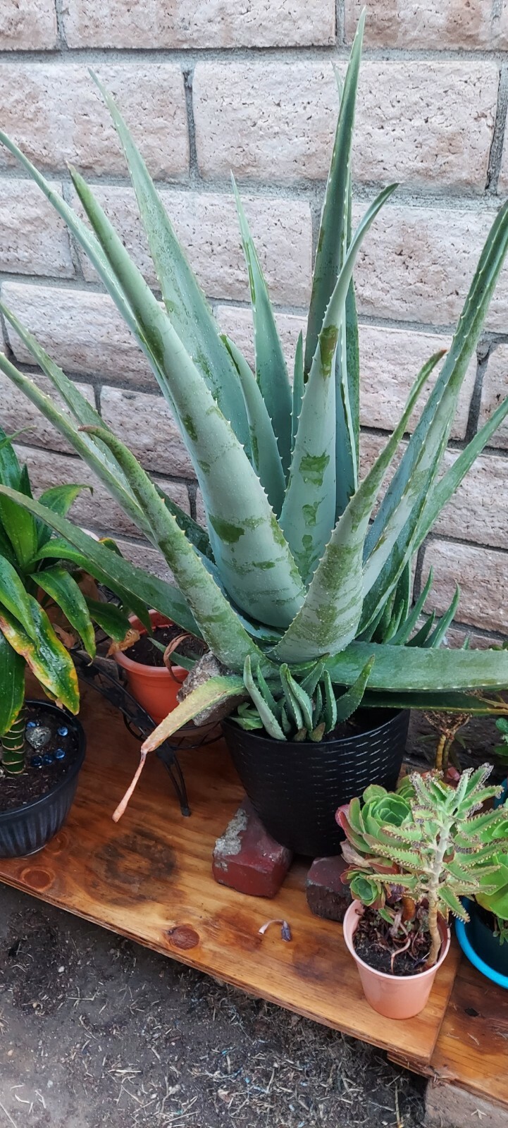 aloe plant live
