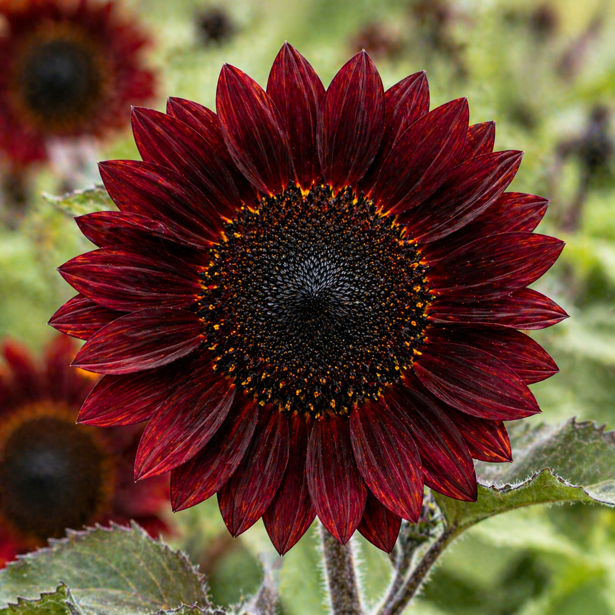 Chocolate Cherry Sunflower Seeds – Deep Red Tall Heirloom Cut Flower Garden