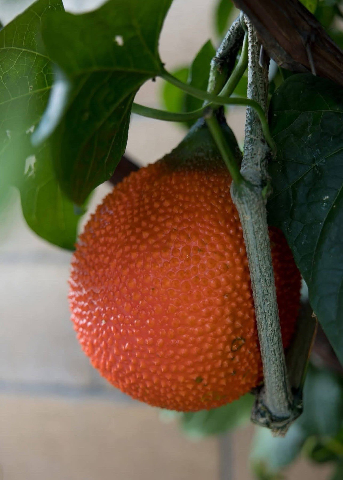 Gac Fruit/ Sweet Gourd/ Momordica Cochinchinensis – 10 Seeds 2023 – USA