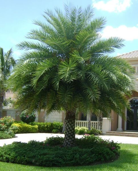 Phoenix sylvestris | India Date Palm | 5_Seeds