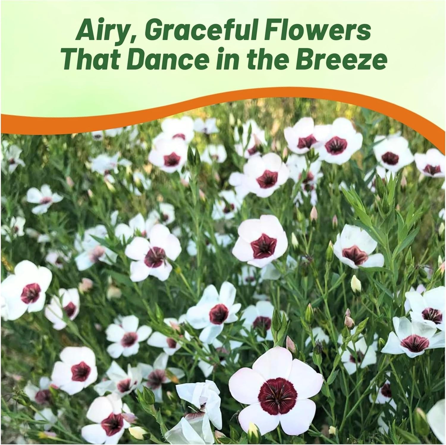 2000 Seeds Drought Tolerant Linum Grandiflorum Bright Eyes Garden Flax Seeds