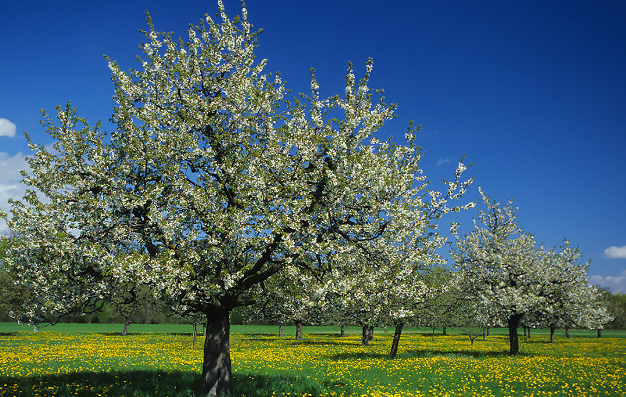 Sweet Cherry, (Mazzard Cherry), Prunus avium, Tree Seeds (Showy, Edible, Fast)