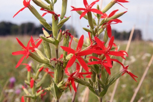 Silene regia Royal Catchfly 10 seeds