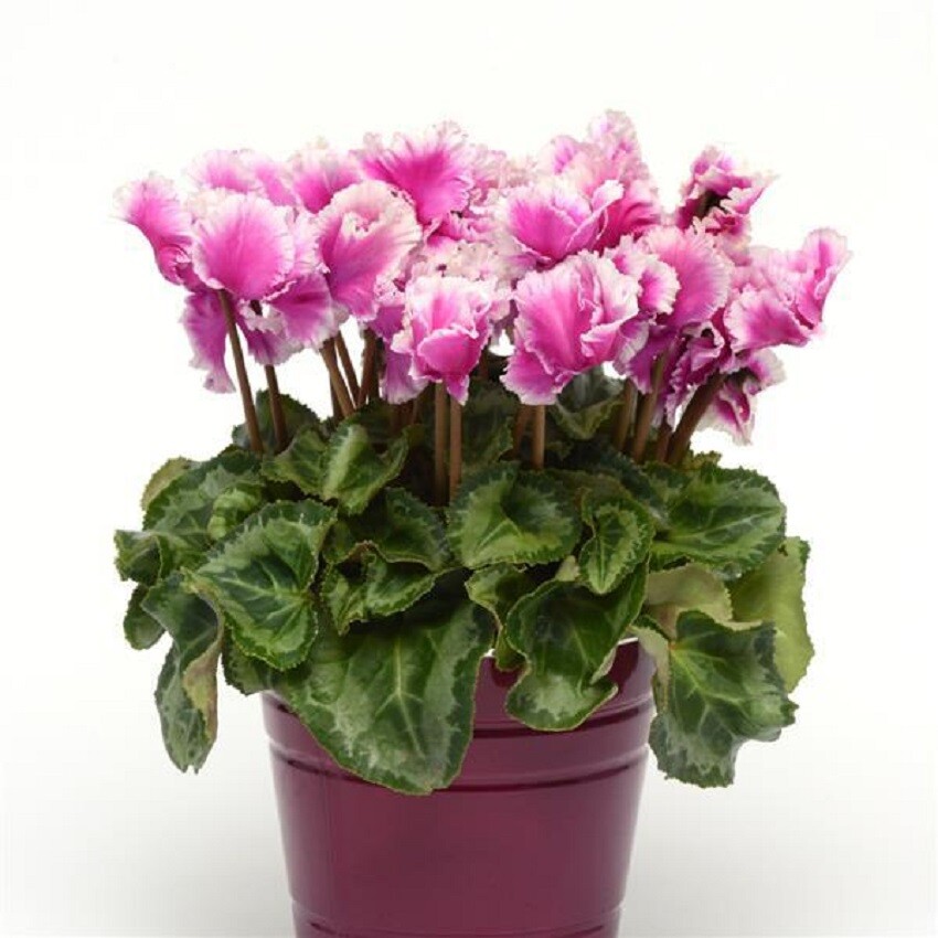 Cyclamen Seeds 15 Seeds Cyclamen Abanico Select Light Purple