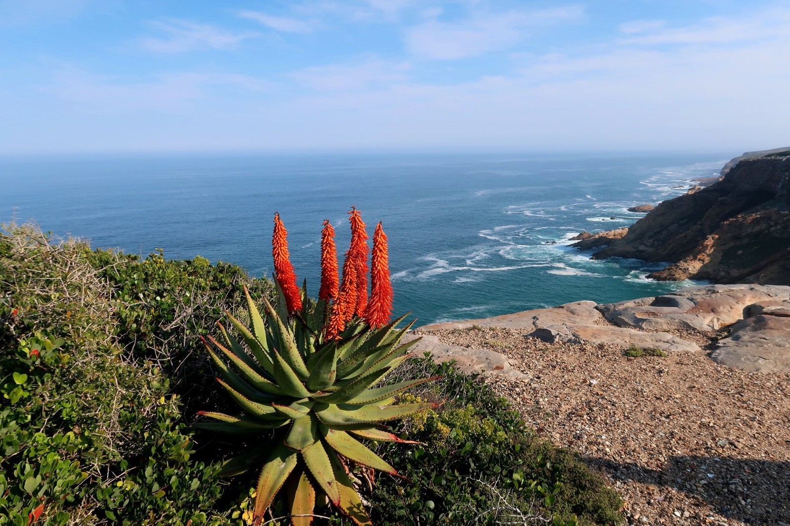 Aloe ferox 20 Seeds – Bitter Aloe