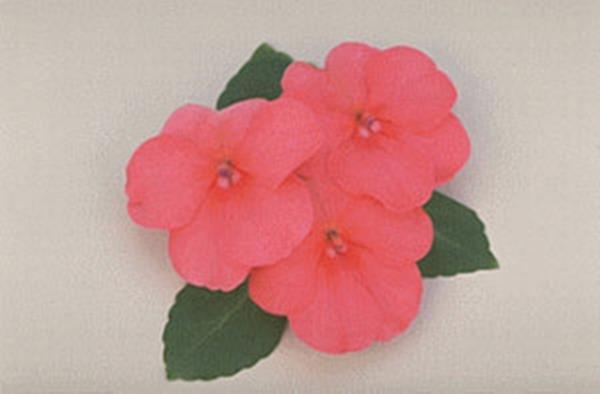 Impatiens Super Elfin Series Salmon Seed