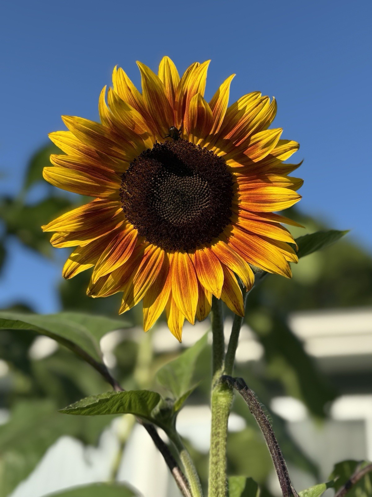Beautiful Mix Of Shock O Lat & Ring Of Fire Sunflower Seeds 100