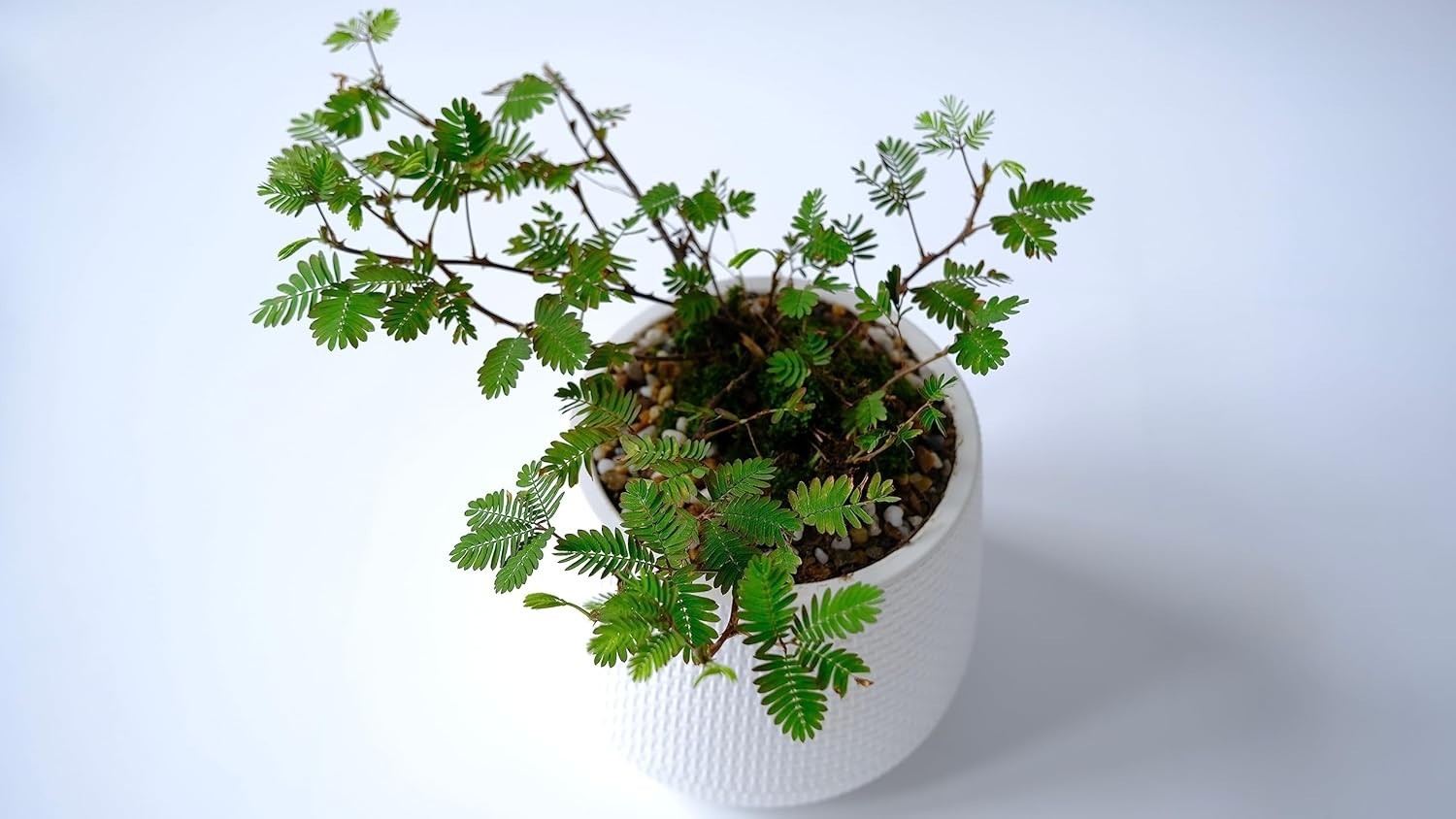 100 Exotic Mimosa Pudica Seeds – Touch-me-not Flowers for Your Garden