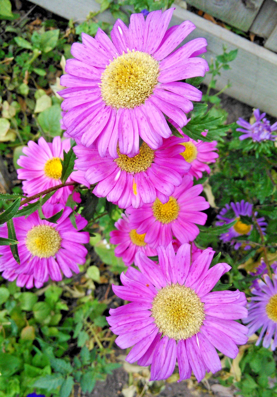 300+GIANT CALIFORNIA CHINA ASTER Mix Seeds Cut Flowers Summer Garden Container