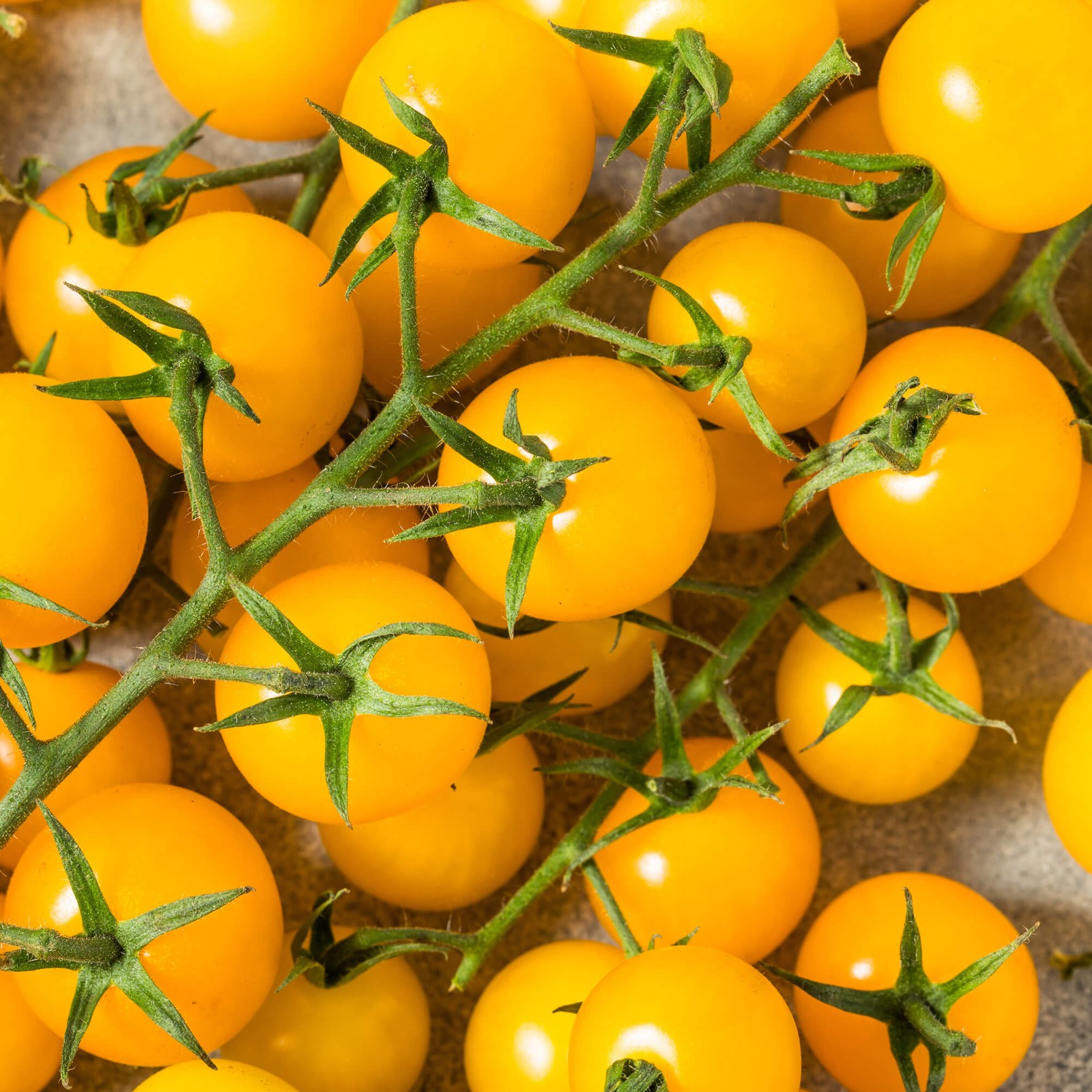 Gold Nugget Tomato Seeds | Heirloom | Yellow Cherry Tomato | Free Shipping 1305