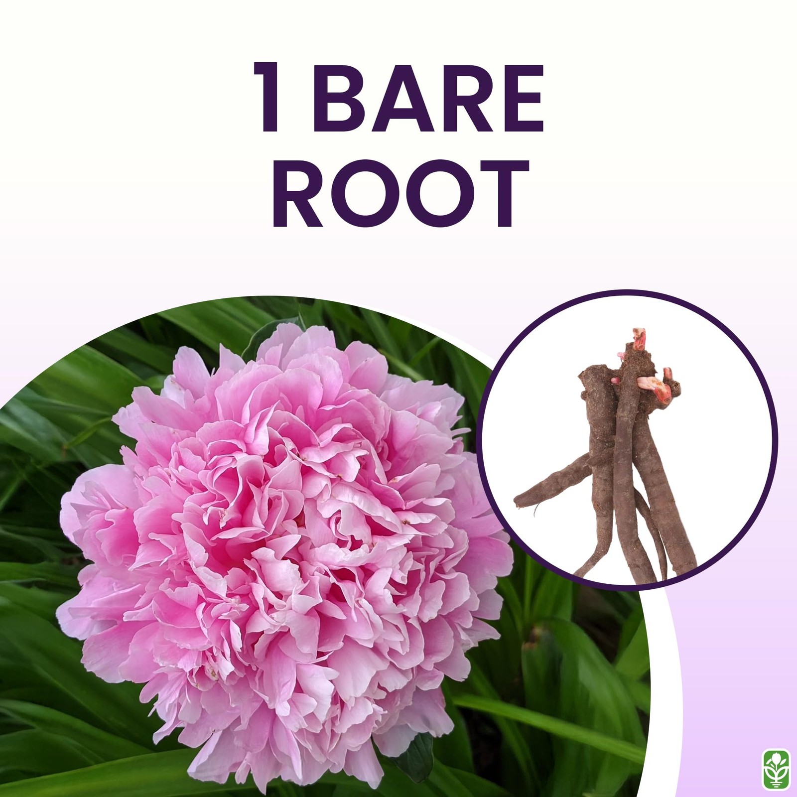 Mons Jules Elie Peony – Double Pink Bomb Bare Root 3-5 Eyes | Delightful Frag…