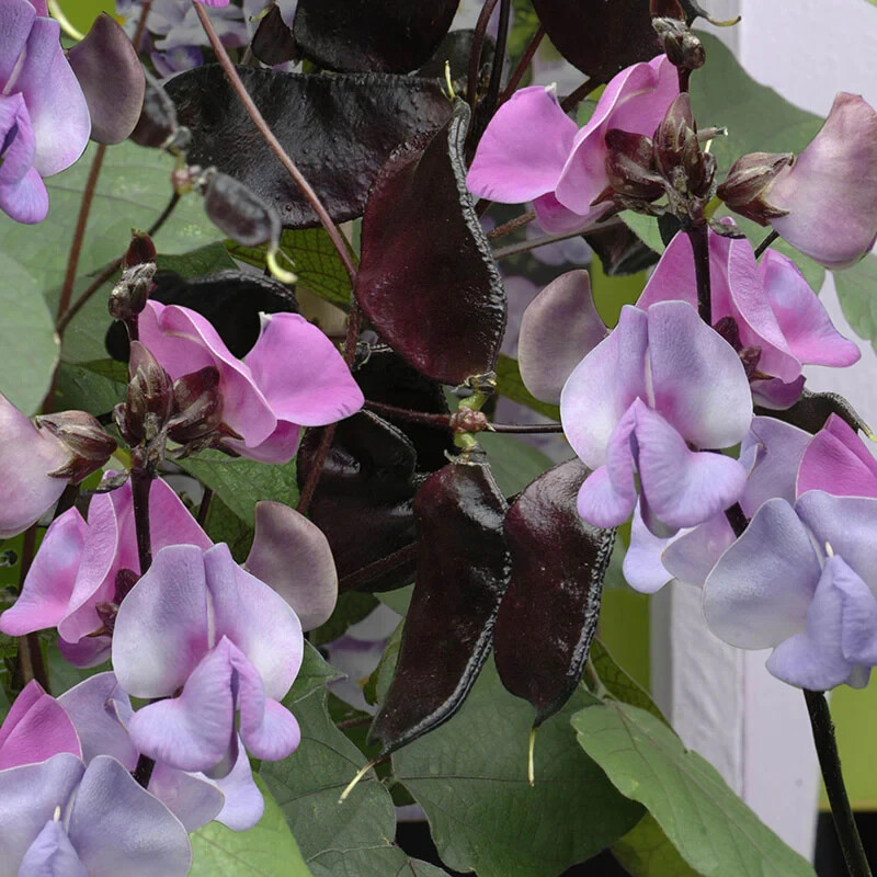 Hyacinth Bean `Ruby Moon` 5 seeds