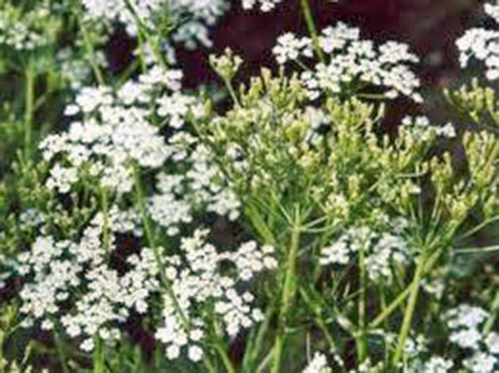 CARAWAY, HERB 100+ SEEDS CAN USE SEEDS, PLANT AND ROOTS ON THIS HERB