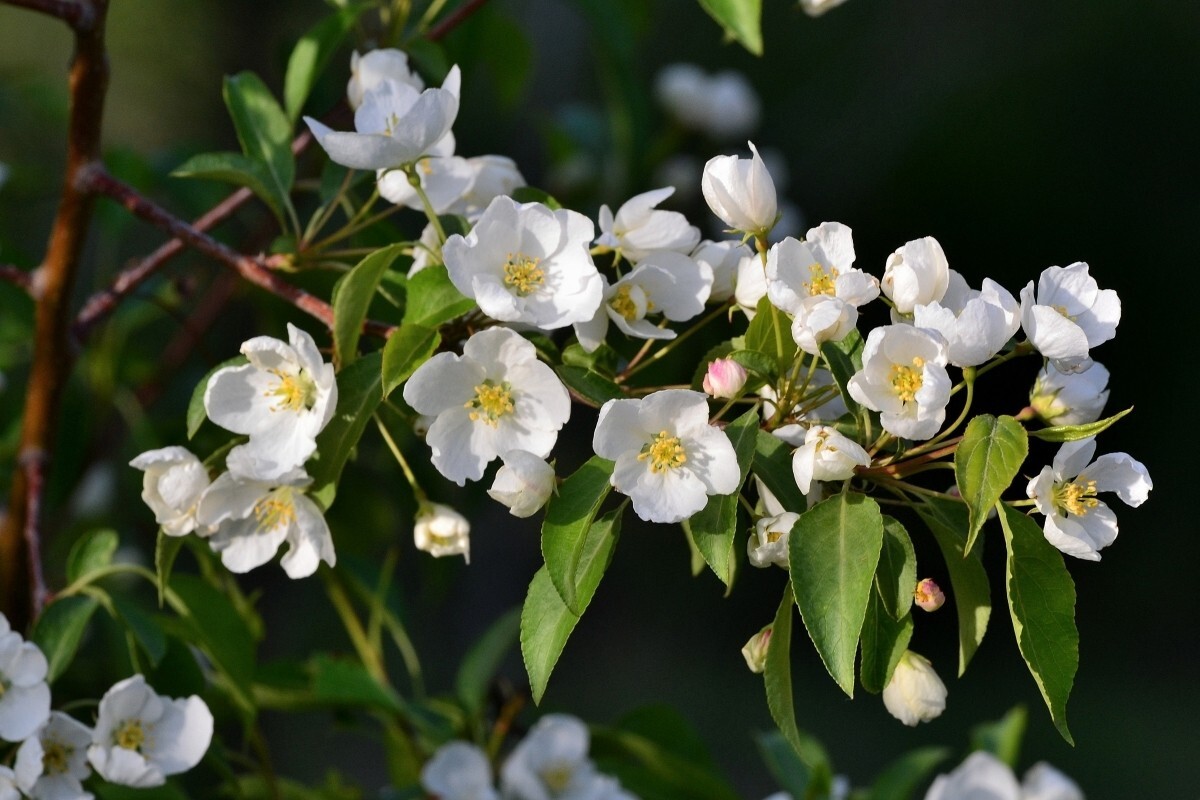Siberian Crab Apple Tree | Premium Seeds | Malus baccata ‘Spring’ | Plants’®
