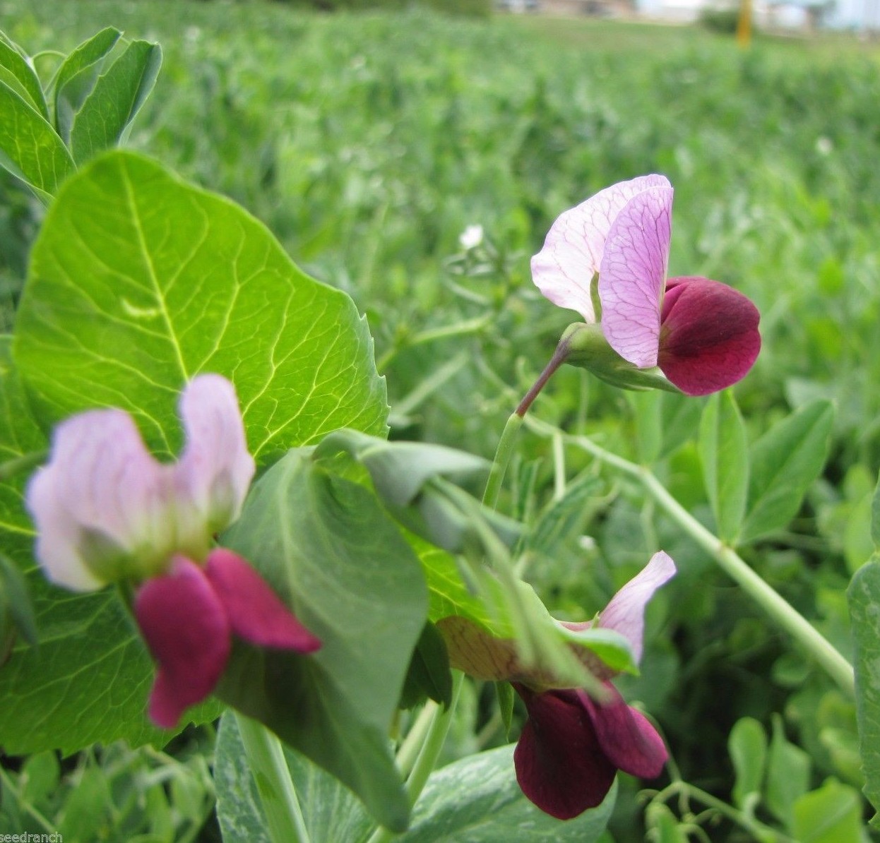 SeedRanch Austrian Winter Pea Seed – 1 Lb.