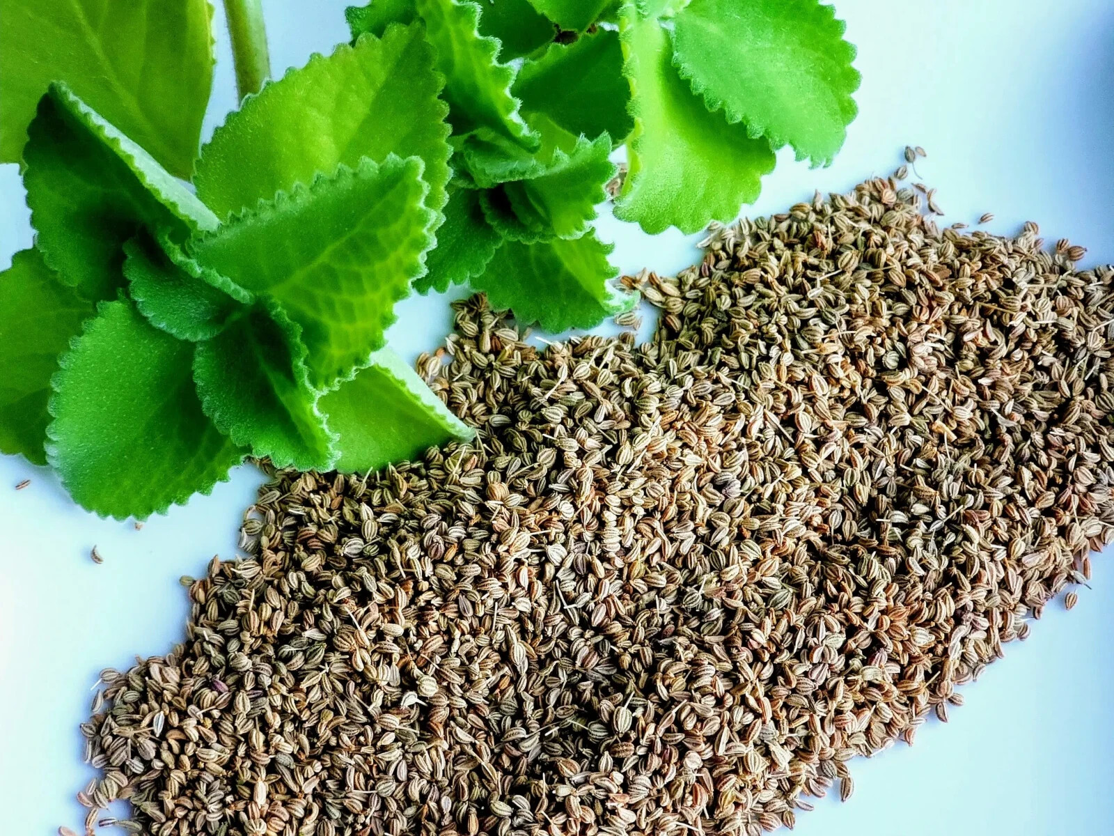 Ajwain Seeds / ajowan Seeds (200) / ORGANIC / INDIAN CUISINE