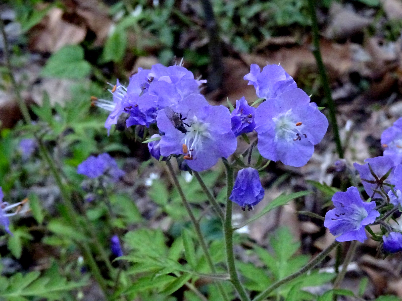 Phacelia bipinnatifida Fernleaf Phacelia Native biennial 20 seeds from 2025 RARE