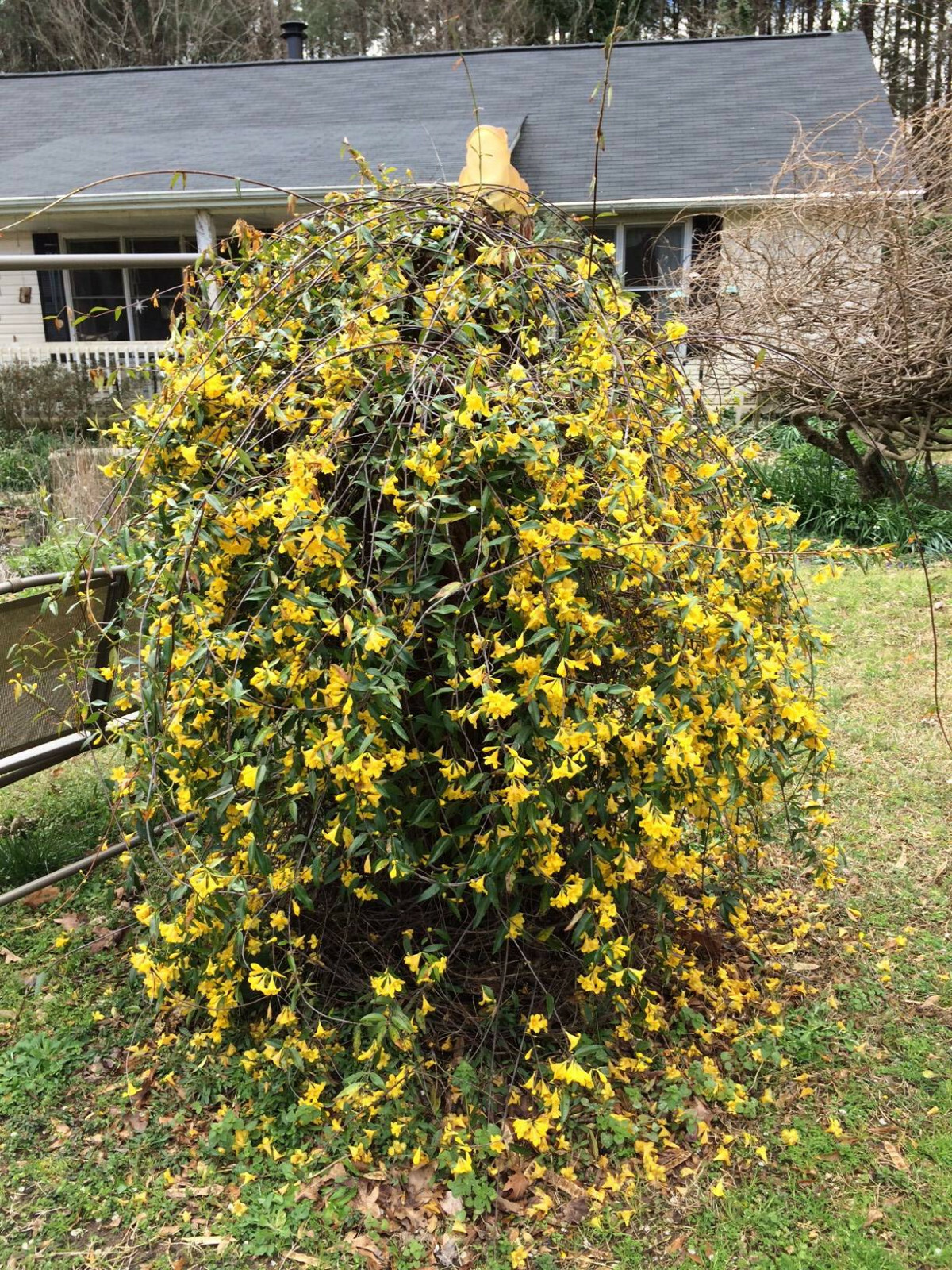 Carolina Yellow Jasmine Perennial Vine 50 + Seeds * Real Southern Jasmine * USA