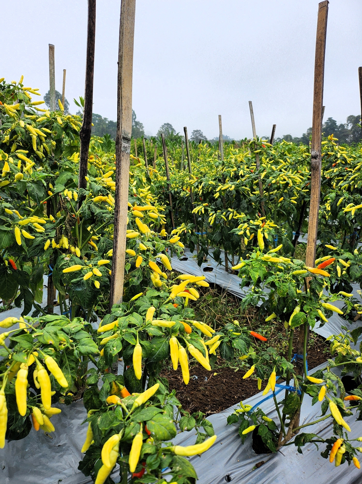 50 GOLDEN CAYENNE PEPPER Yellow Capsicum Annuum Vegetable Seeds