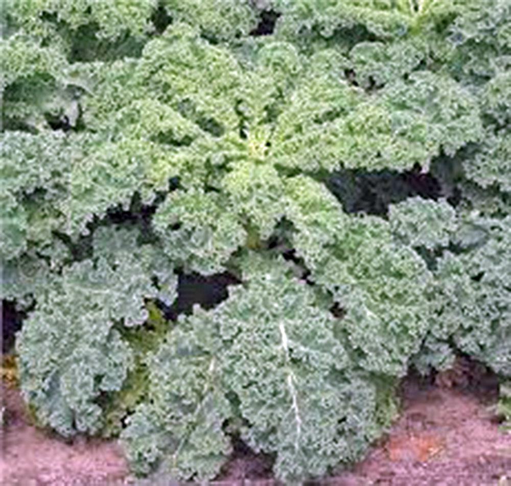 KALE SEED, DWARF SIBERIAN, HEIRLOOM, NON GMO, 50+ SEEDS, HEALTHY GREENS