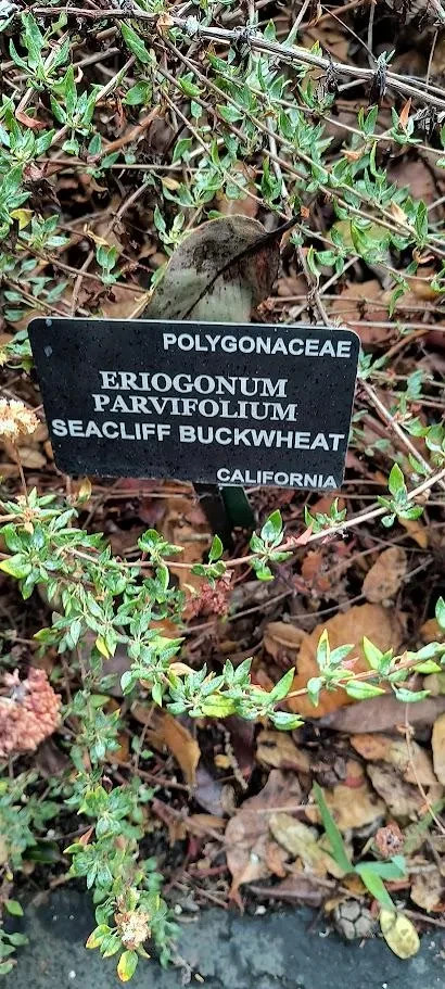 Seacliff Buckwheat seeds (Eriogonum Parvifolium)