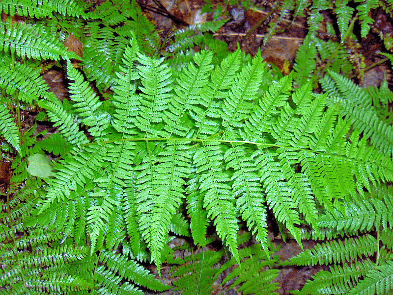 western Lady fern 1000 spores (seeds) Filix femina, cold hardy, up to 3′ tall