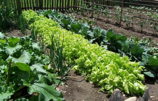 Vegetable Seed LARGE SURVIVAL Garden Collection 30 Types Heirloom NON-GMO