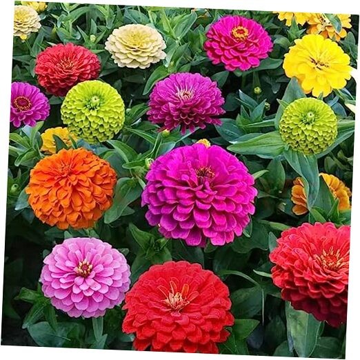 1000+ Crazy Blend Zinnia Seeds for Planting Zinnia Elegans Heirloom Open Normal