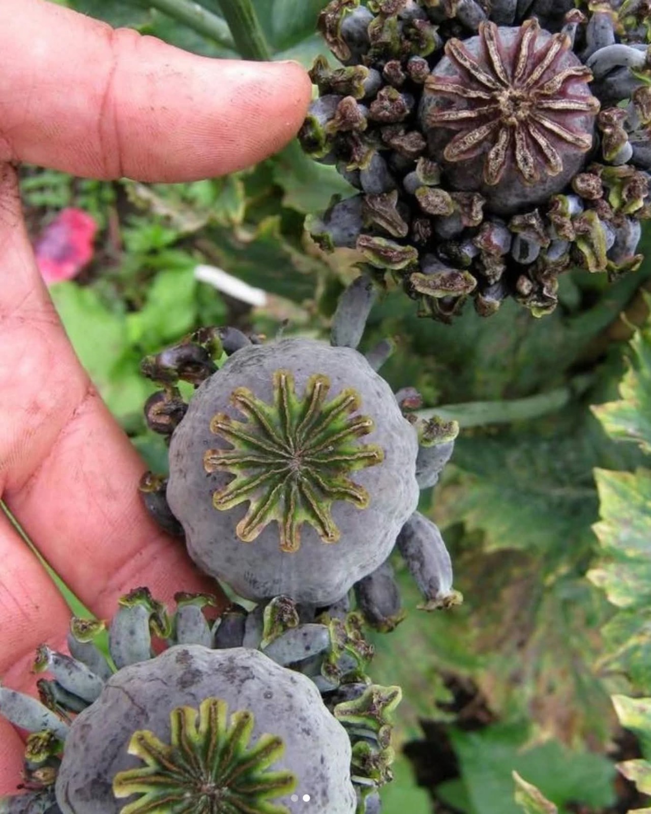 Poppy Seeds RARE – BUY 2 GET 1 FREE – 5000+ Stratified SOMNIFERUM FOR PLANTING