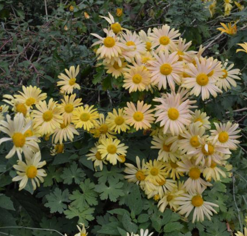 Brandywine Sunset Daisy Mum Plant – 3-5″ Tall – Colored Flowers – Zones 5–9