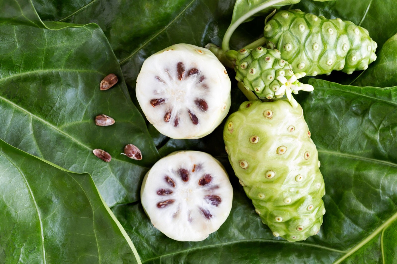 Noni (Morinda citrifolia)- 3 fresh cuttings for rooting or grafting, easy