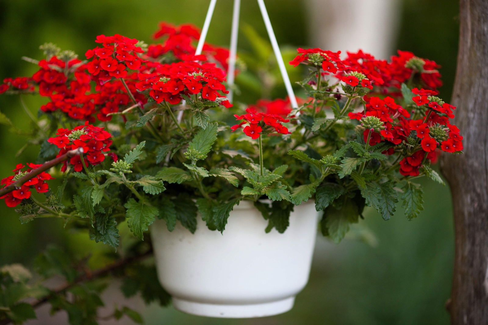 50 SCARLET VERBENA Red Nana Compacta Fragrant Flower Seeds *Combined Shipping