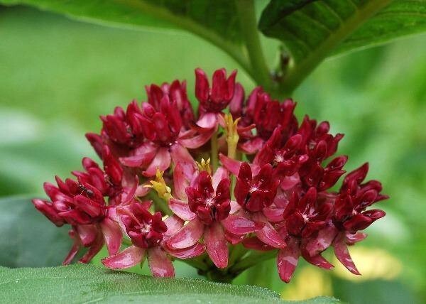 Asclepias purpurascens | Purple Milkweed | 100 Seeds