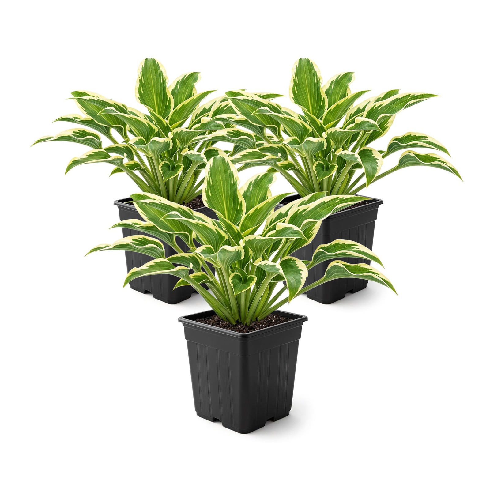 Hosta Plants Live Perennial Accent, 10″ Tall, 3Pack in 1 Qt Pot