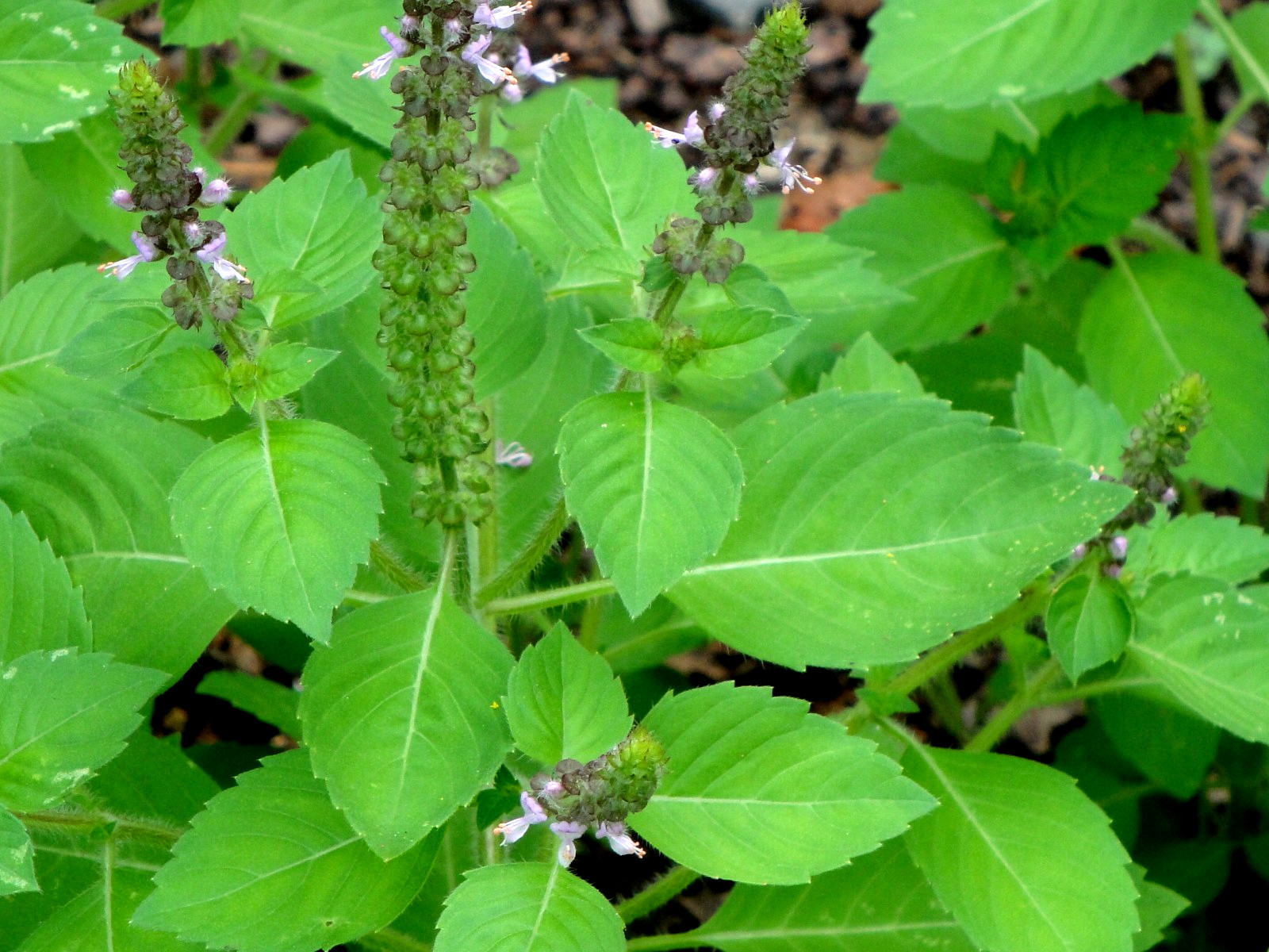 Kapoor Tulsi Holy Basil Ocimum sanctum 200seeds Edible Medicinal 2025 Organic