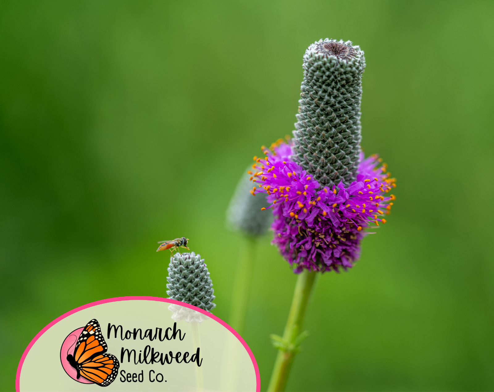 2750+ Clover ‘Purple Prairie’ Seeds | Native Wildflower Gardening Flower Seeds