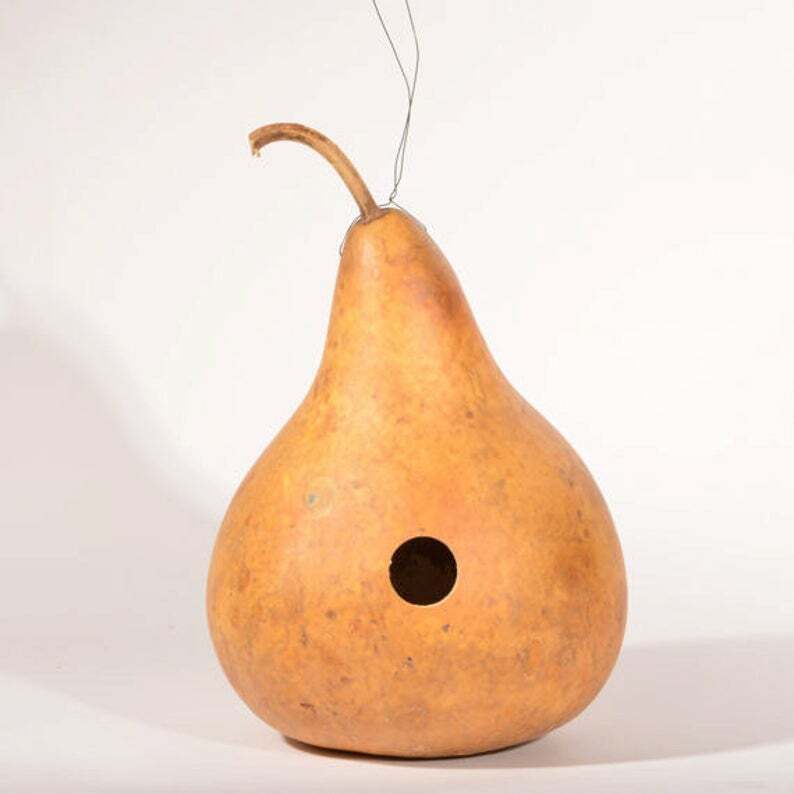 Gourd Seed: Martinhouse Gourd Seeds Fresh Seed FREE Shipping