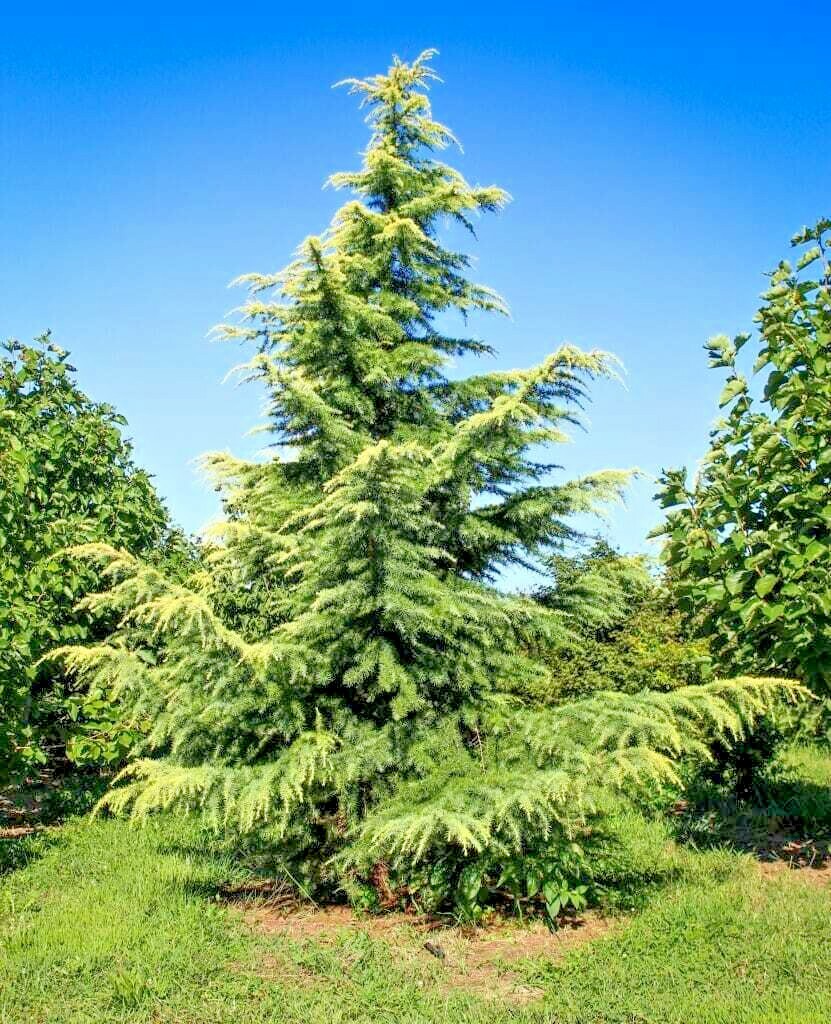 10 SHALIMAR DEODAR CEDAR SEEDS – Cedrus deodara ‘Shalimar’